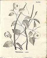  no thumbnail available