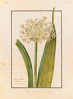 no HD illustration available (5) 