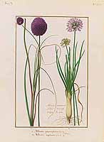 no HD illustration available (5) 