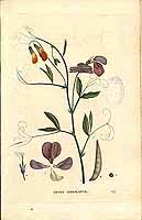  no thumbnail available