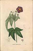  no thumbnail available