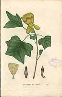  no thumbnail available