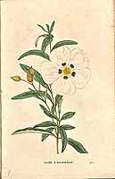  no thumbnail available