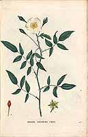  no thumbnail available