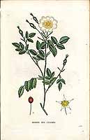  no thumbnail available