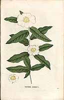  no thumbnail available