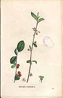  no thumbnail available