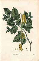  no thumbnail available