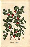  no thumbnail available