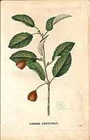  no thumbnail available