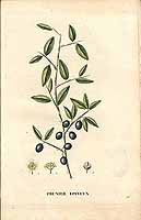  no thumbnail available