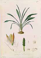 no HD illustration available (5) 