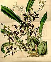  no thumbnail available