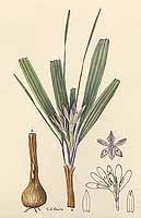 no HD illustration available (5) 