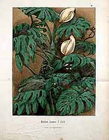  no thumbnail available