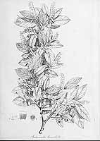  no thumbnail available