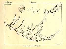  no thumbnail available