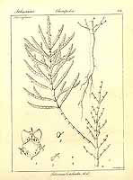  no thumbnail available