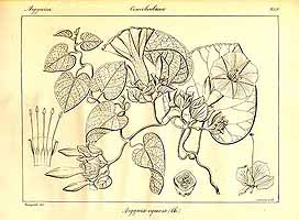  no thumbnail available