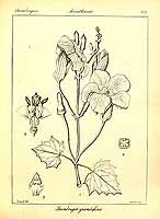  no thumbnail available