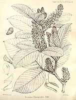  no thumbnail available