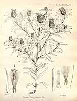  no thumbnail available