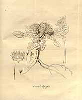  no thumbnail available