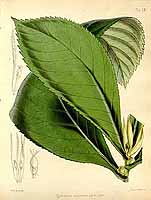  no thumbnail available