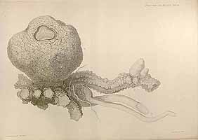  no thumbnail available