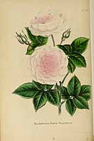  no thumbnail available