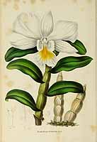  no thumbnail available