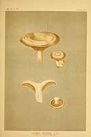  no thumbnail available