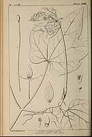  no thumbnail available