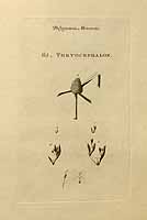  no thumbnail available