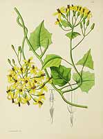 no HD illustration available (5) 