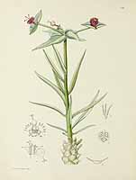 no HD illustration available (5) 