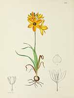 no HD illustration available (5) 