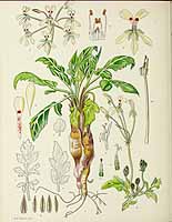 no HD illustration available (5) 