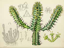 no HD illustration available (5) 