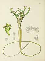 no HD illustration available (5) 