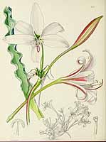 no HD illustration available (5) 