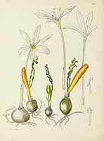 no HD illustration available (5) 