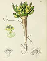 no HD illustration available (5) 