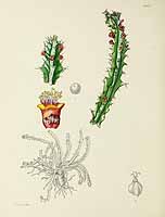 no HD illustration available (5) 