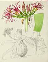 no HD illustration available (5) 