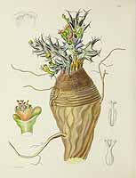 no HD illustration available (5) 