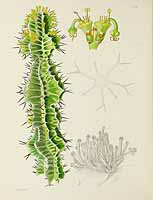 no HD illustration available (5) 