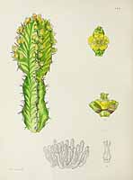 no HD illustration available (5) 