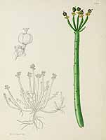 no HD illustration available (5) 