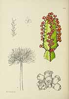 no HD illustration available (5) 